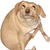 :dog: