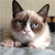 :grumpycat6: