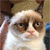 :grumpycat5: