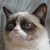 :grumpycat3: