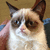 :grumpycat: